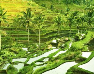 Tegallalang Rice Terraces, Ubud